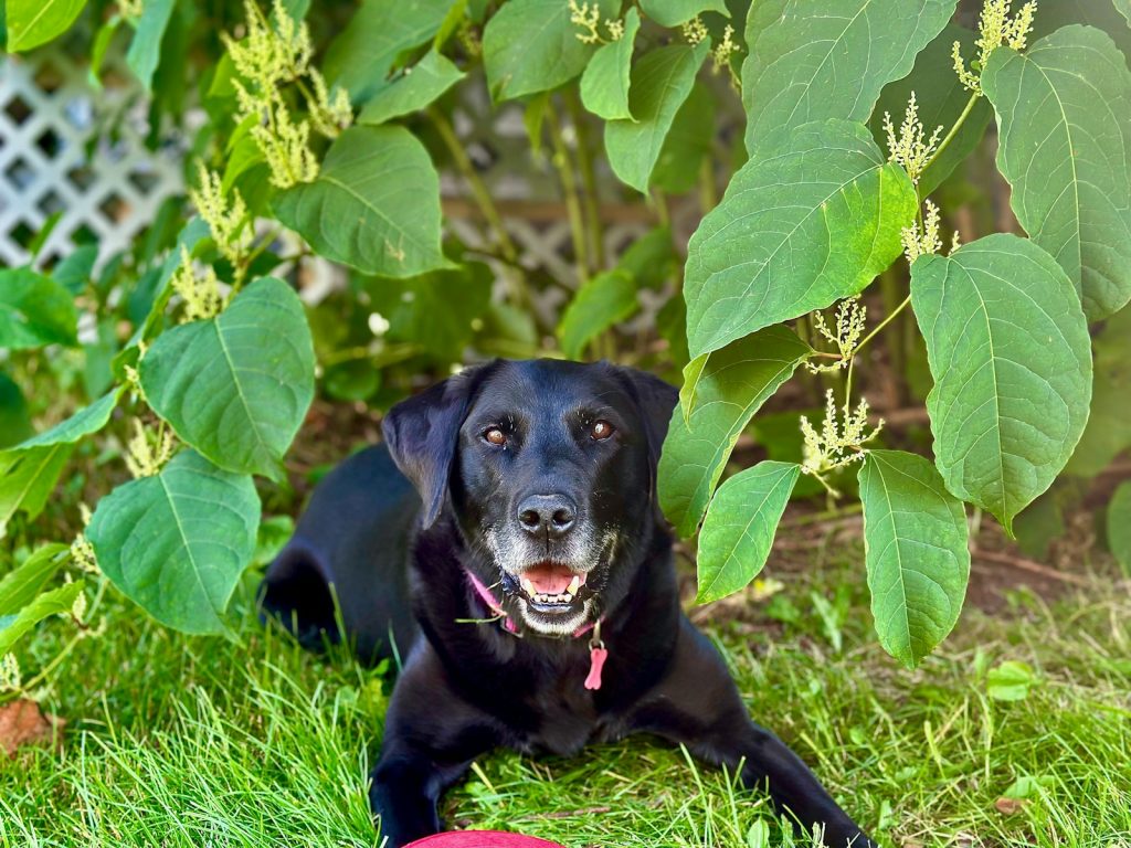 A black dog laying in the grass next to a frisbee